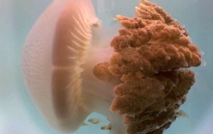 Sau hơn 100 năm sứa hồng khổng lồ bí ẩn tái xuất