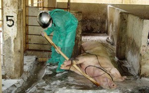 Quảng Nam công bố dịch heo tai xanh