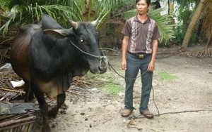 Trộm bò lấy tiền thuê người đi… hỏi vợ