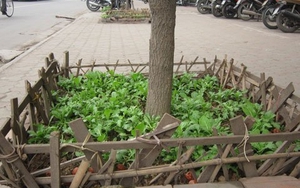 Khâm phục trình độ canh tác vỉa hè ở Hà Nội