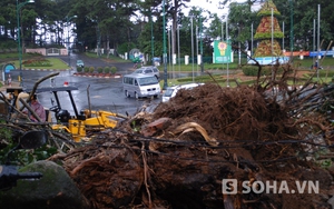 Lâm Đồng: Thông cổ thụ đổ ập ra đường, nhiều người thoát chết