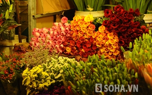 Chợ hoa Quảng Bá sáng bừng giữa đêm xuân