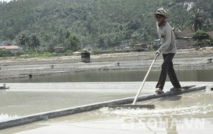 Quảng Ngãi: Giá muối cao, dân ra đồng sớm