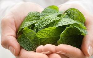 Đang cho con bú không nên dùng ăn rau bạc hà