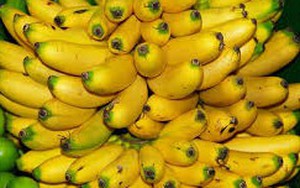 Nguy cơ ngộ độc, tử vong nếu ăn phải chuối "thúc" chín