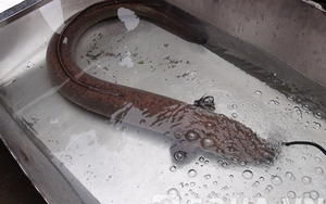 Nghệ An: Đi làm ruộng bắt được lươn "khổng lồ" dài 1,5 mét