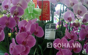 Cận Tết, chậu Lan gần trăm triệu đồng vẫn đắt hàng