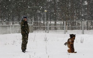 "Đột nhập" trung tâm huấn luyện chó nghiệp vụ ở Belarus