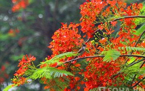 "Cháy đỏ rực" một màu phượng vĩ bên hồ Gươm