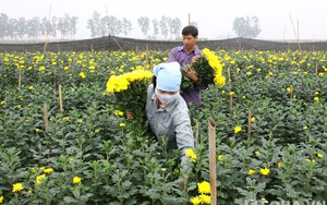 Muôn ngàn sắc màu trên đất hoa Mê Linh