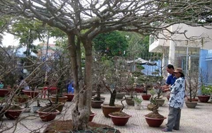 Chiêm ngưỡng cây mai "phu thê mẫu tử" giá hơn 200 triệu đồng