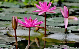 Vươn hái hoa súng, hai nữ sinh ngã chết đuối
