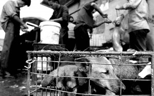 Trung Quốc 'sôi sục' vì lễ hội xả thịt 10.000 con chó