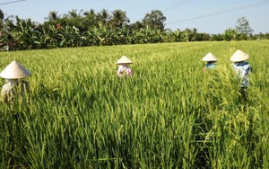 Phạt cán bộ thuê người Trung Quốc trồng lúa