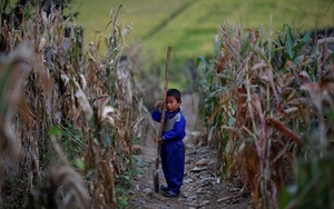 Học sinh tiểu học Triều Tiên phải đi trồng lúa