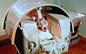 Ngày này năm xưa 3/11: Chú chó đầu tiên được bay ra ngoài vũ trụ