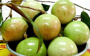 50.000 đồng/trái vú sữa Lò Rèn