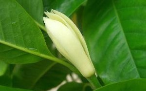 Chữa vô sinh nhờ hoa ngọc lan