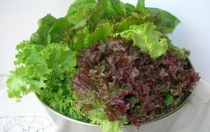 Bất ngờ công dụng cải thiện khả năng sinh sản của rau diếp