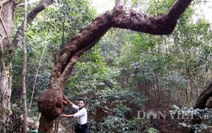 ‘Cây mang thai’ dị thường ở rừng tâm linh chùa Lôi Âm