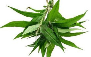 Rau răm: Không được ăn với thịt gà