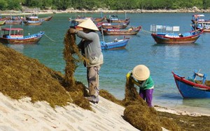 Thương lái Trung Quốc ngừng mua, giá rong mơ xuống đáy