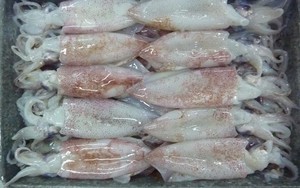 Mực lạ giá rẻ 15.000 đồng/kg từ đâu ra?