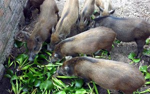 Sang Mỹ săn ngô ăn vặt, về quê lùng lợn đón Tết