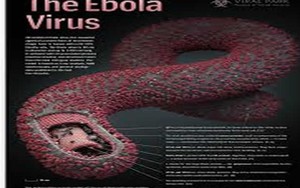 Bộ Y tế: Khẩn cấp yêu cầu các địa phương ngăn chặn dịch Ebola