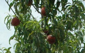 Loại trái cây quen thuộc có thể ngăn chặn sự di căn của ung thư