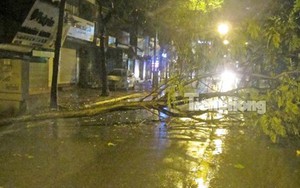 Hàng loạt cây bị quật đổ trong đêm ở Hà Nội