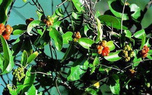 Sự thật về hiệu quả của 4 thực phẩm "bổ dương" có tiếng