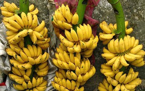 Sau ớt, thương lái Trung Quốc lại lừa người trồng chuối