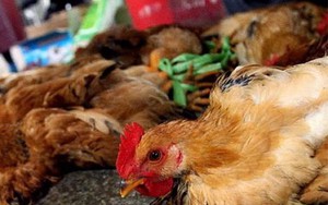 Dịch cúm gia cầm: Đừng vì tạm lắng mà chủ quan