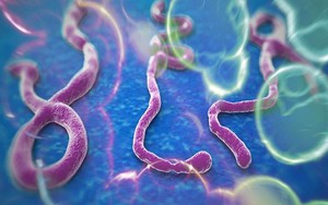 9 điều cần biết về căn bệnh chết người Ebola (Phần 1)