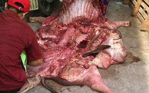Kỹ nghệ biến thịt lợn chết 3 ngày thành... thịt lợn ngon