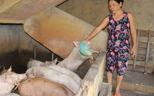 CHOÁNG: Xây nhà cao tầng cho... gia súc tránh lũ ở Quảng Nam