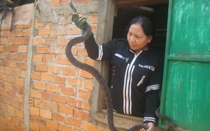 Giàu nhờ nghề nguy hiểm: Nuôi rắn hổ trâu