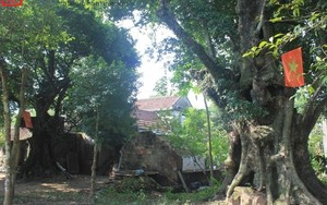 Vườn Thị cổ giá chục tỷ của dòng họ Lê ở Nghệ An