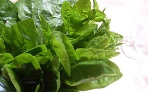 Những người tuyệt đối không ăn mùng tơi