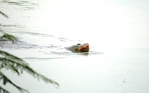 Ngày thứ ba liên tiếp cụ rùa ở Hồ Gươm nổi