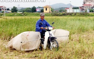 "Săn" châu chấu trong đêm, bỏ túi hơn 1 triệu đồng