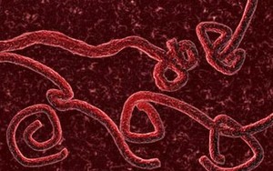 Thêm 1 nước xuất hiện người nghi nhiễm virus Ebola