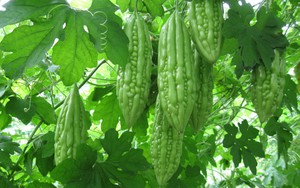 Rau, quả Việt Nam bị châu Âu “đánh phủ đầu”