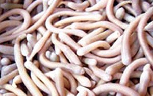 Thực hư về loại "sâm đất" được đồn đại có khả năng chống ung thư
