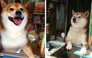 Gặp gỡ chú chó bán hàng dễ thương nhất Nhật Bản