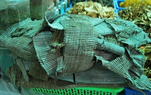 Đỗ trọng chữa liệt dương