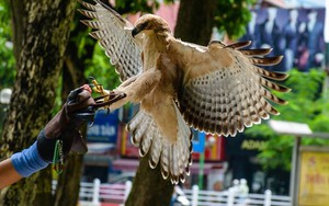 Ảnh: Đại bàng tung cánh trên bầu trời Hà Nội