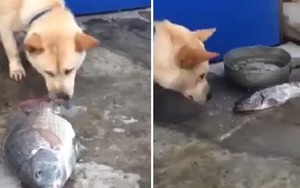 Cảm động chú chó dùng mõm tát nước cứu cá