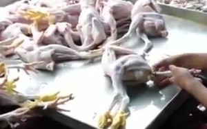 Công nghệ biến gà gầy thành gà béo chỉ sau 10 giây